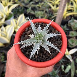 2552. Dyckia Hybrid Spp - Image 5