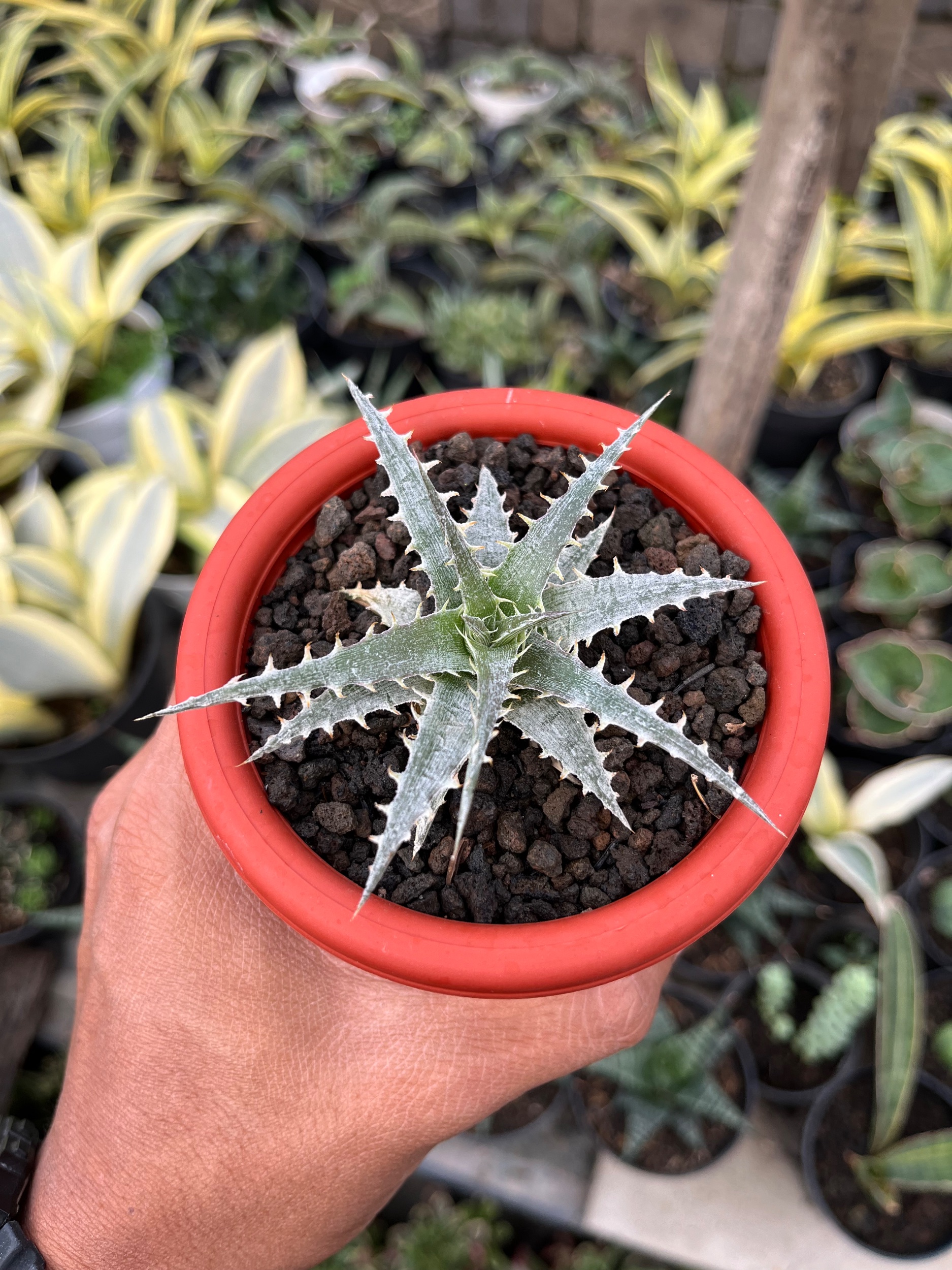 2552. Dyckia Hybrid Spp - Image 5