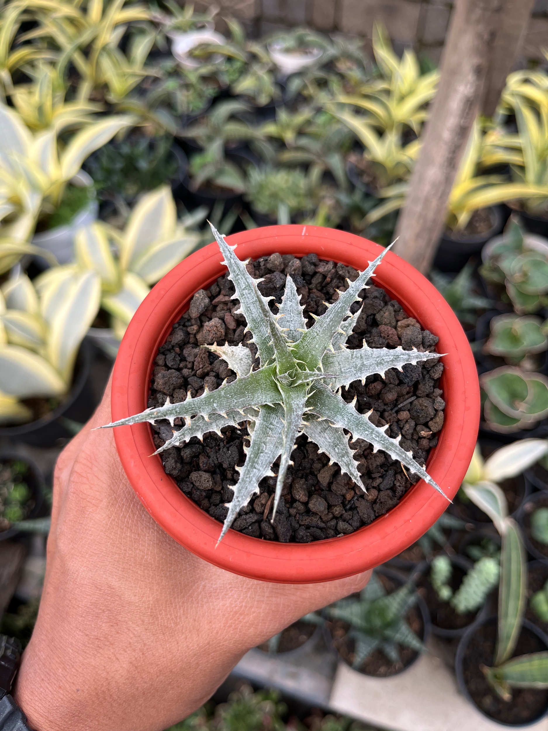 2552. Dyckia Hybrid Spp - Image 6