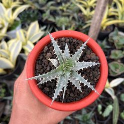 2552. Dyckia Hybrid Spp - Image 7