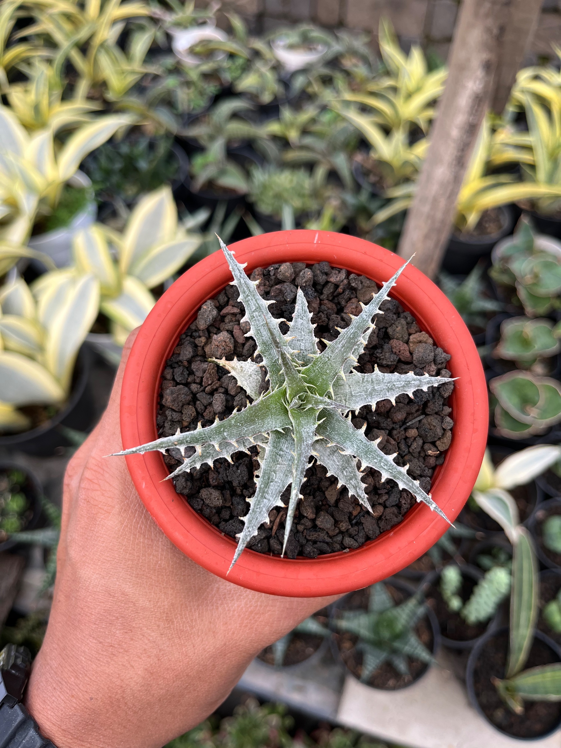 2552. Dyckia Hybrid Spp - Image 7