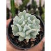 2582. Echeveria Bloody Fairy