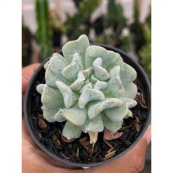 2582. Echeveria Bloody Fairy