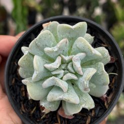 2582. Echeveria Bloody Fairy - Image 2