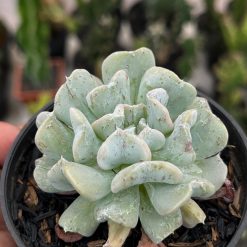 2582. Echeveria Bloody Fairy - Image 3