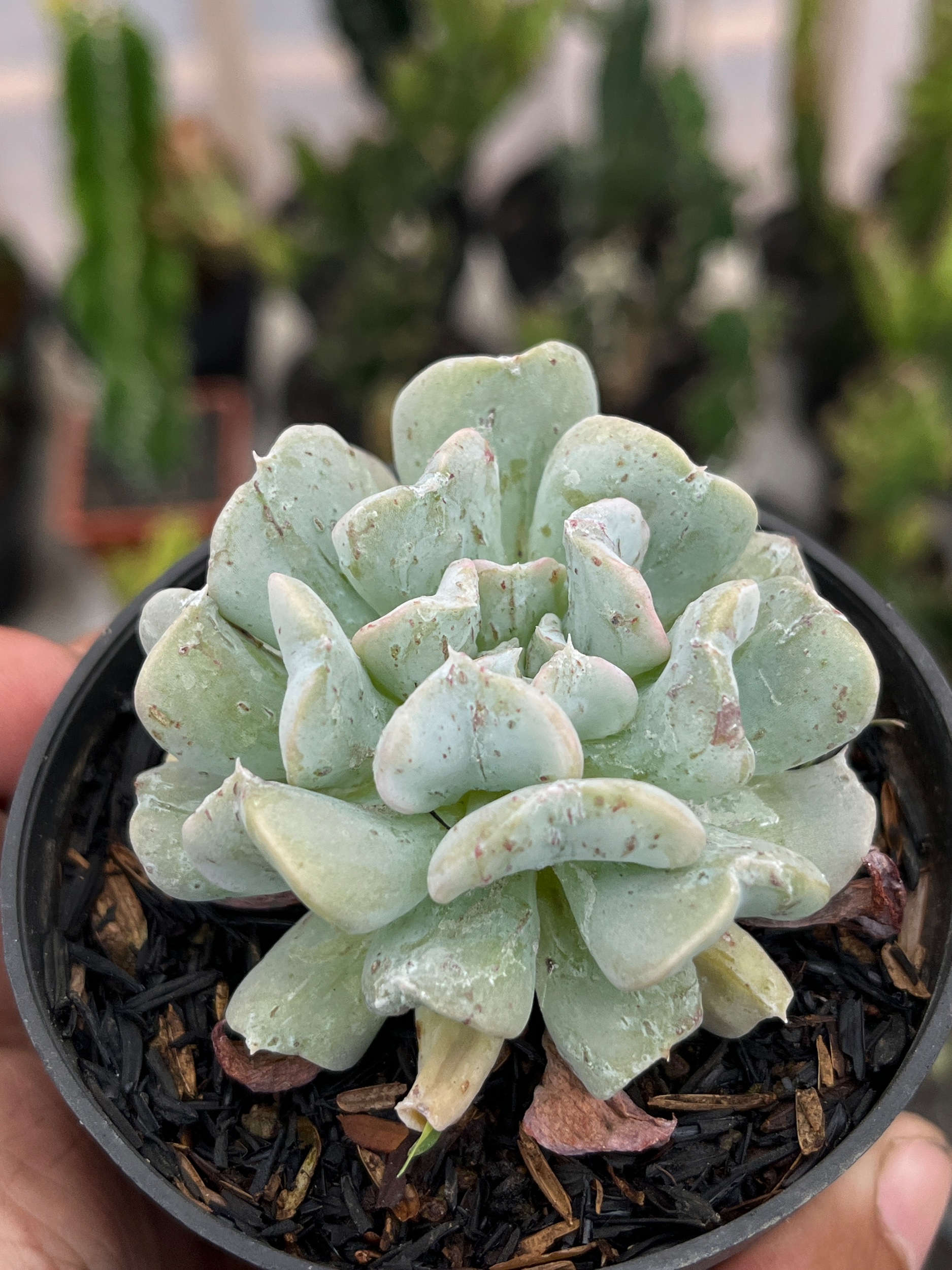 2582. Echeveria Bloody Fairy - Image 3
