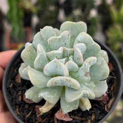 2582. Echeveria Bloody Fairy - Image 4