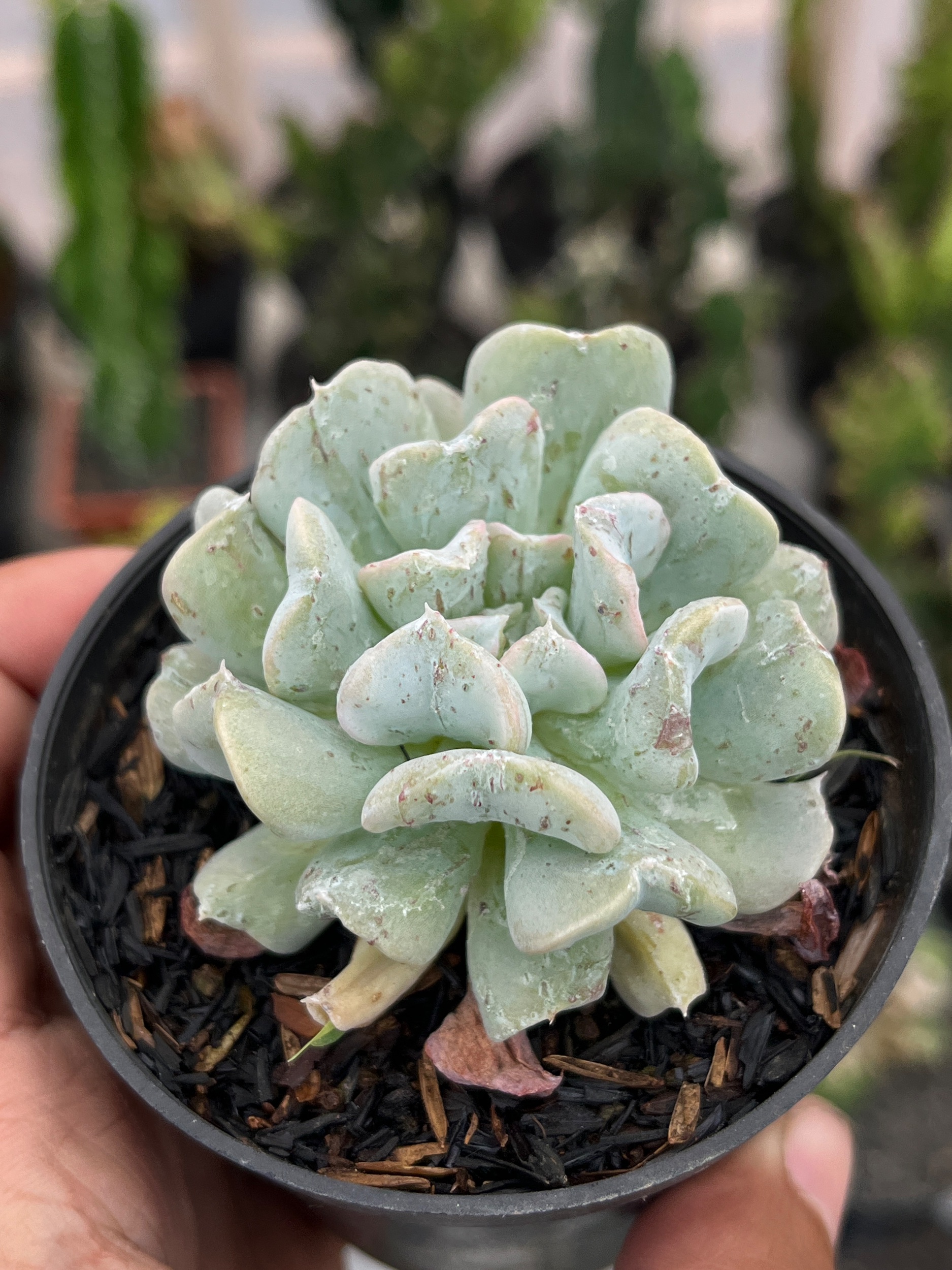 2582. Echeveria Bloody Fairy - Image 4