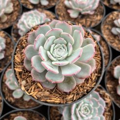 2483. Echeveria Laurensis - Image 2