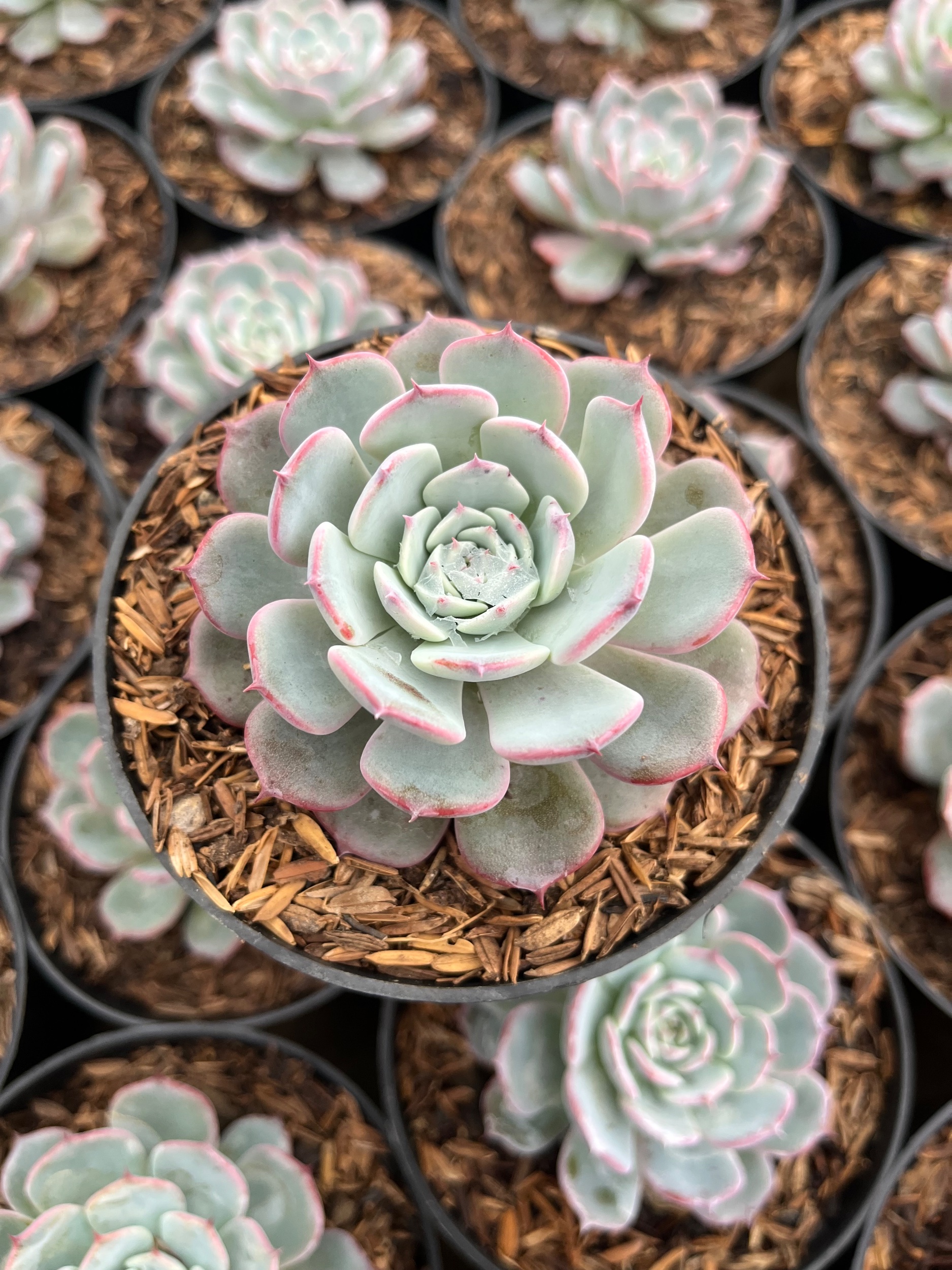 2483. Echeveria Laurensis - Image 2