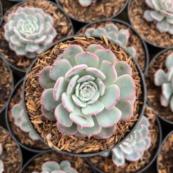 2483. Echeveria Laurensis - Image 3