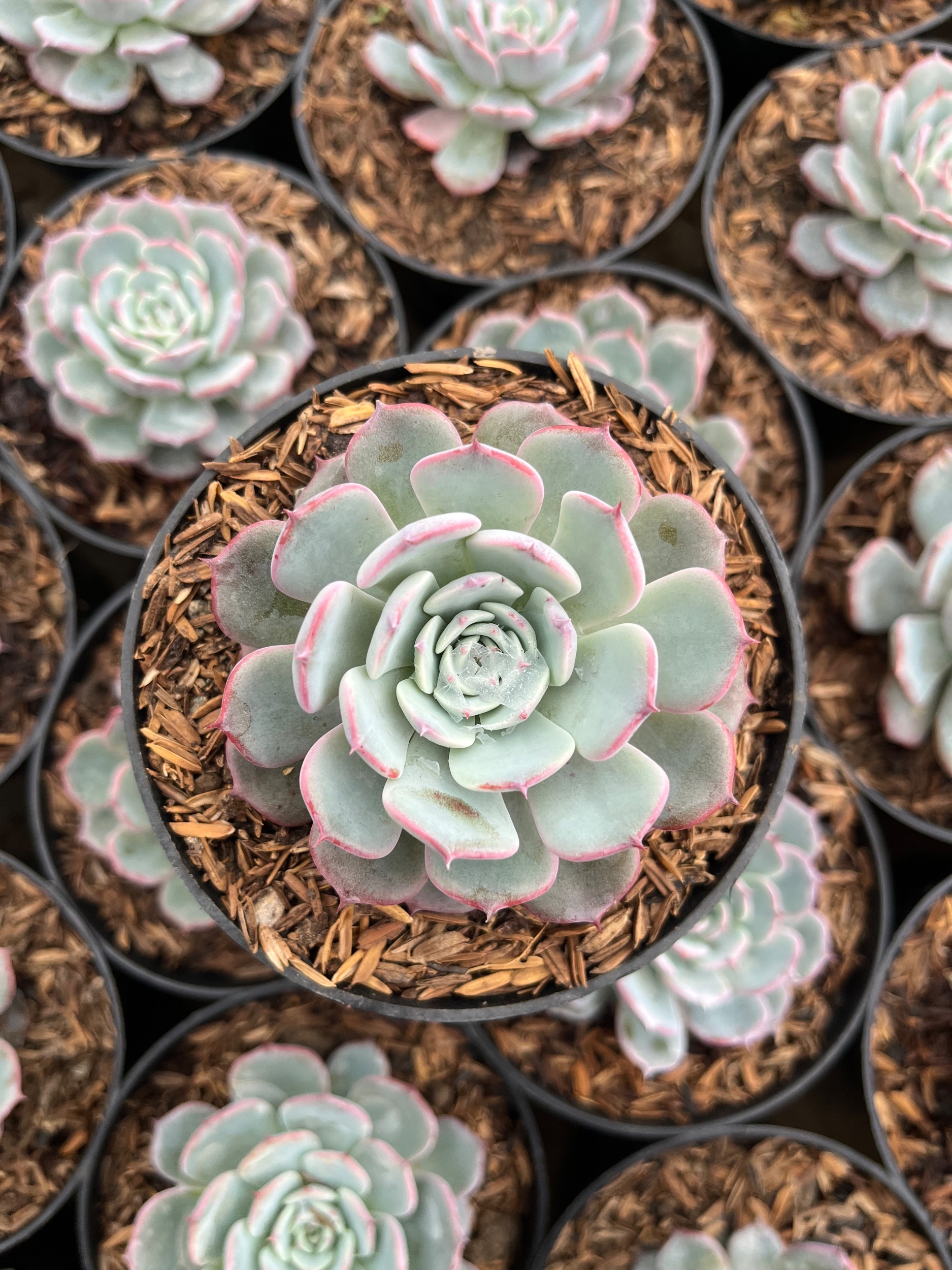2483. Echeveria Laurensis - Image 3