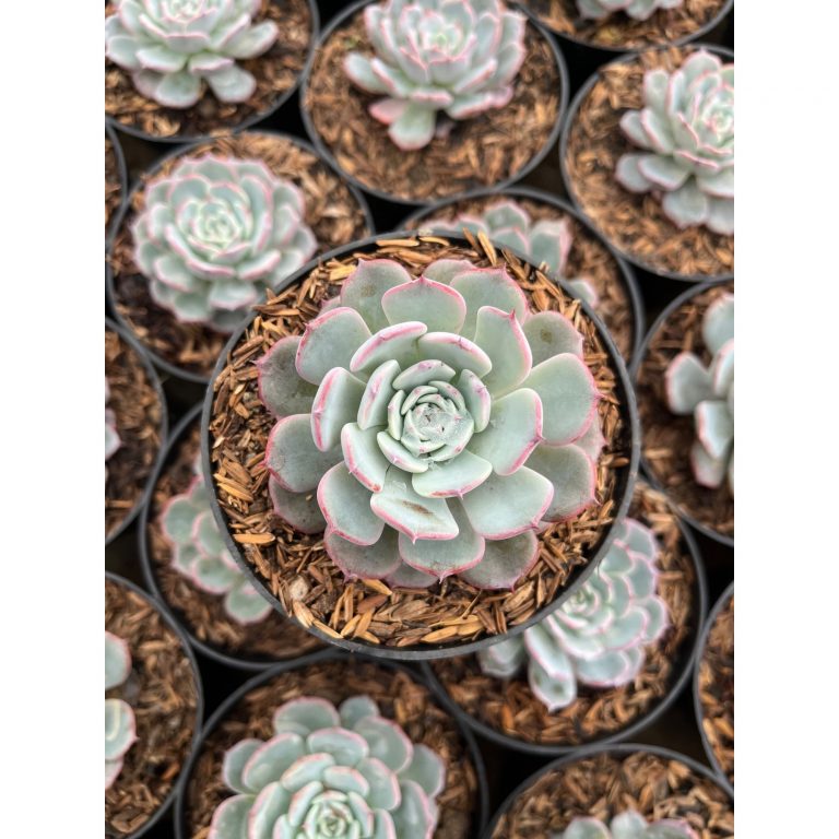 2483. Echeveria Laurensis
