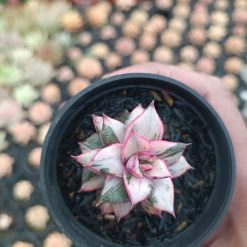 2561. Echeveria Monocerotis White - Image 2