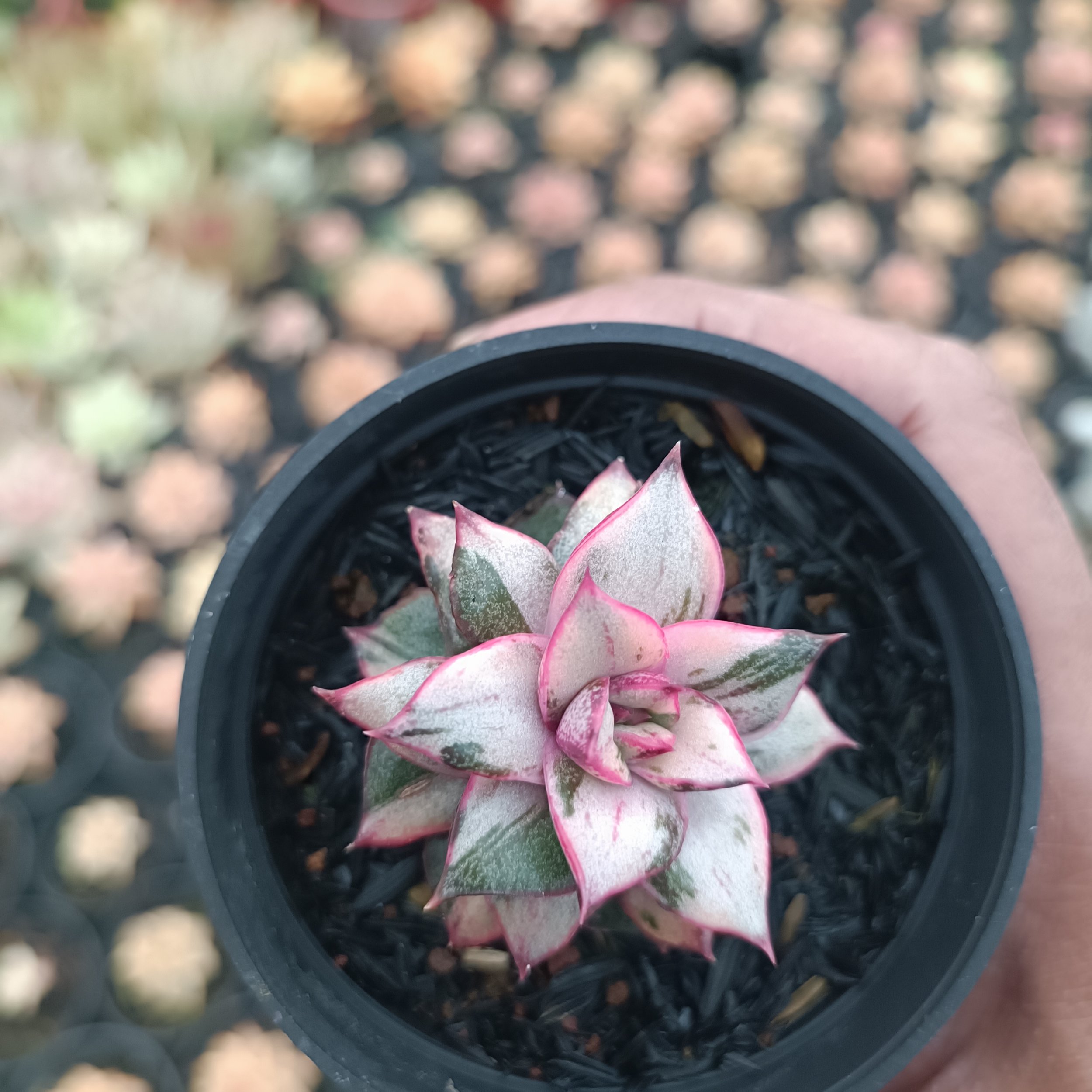 2561. Echeveria Monocerotis White - Image 2