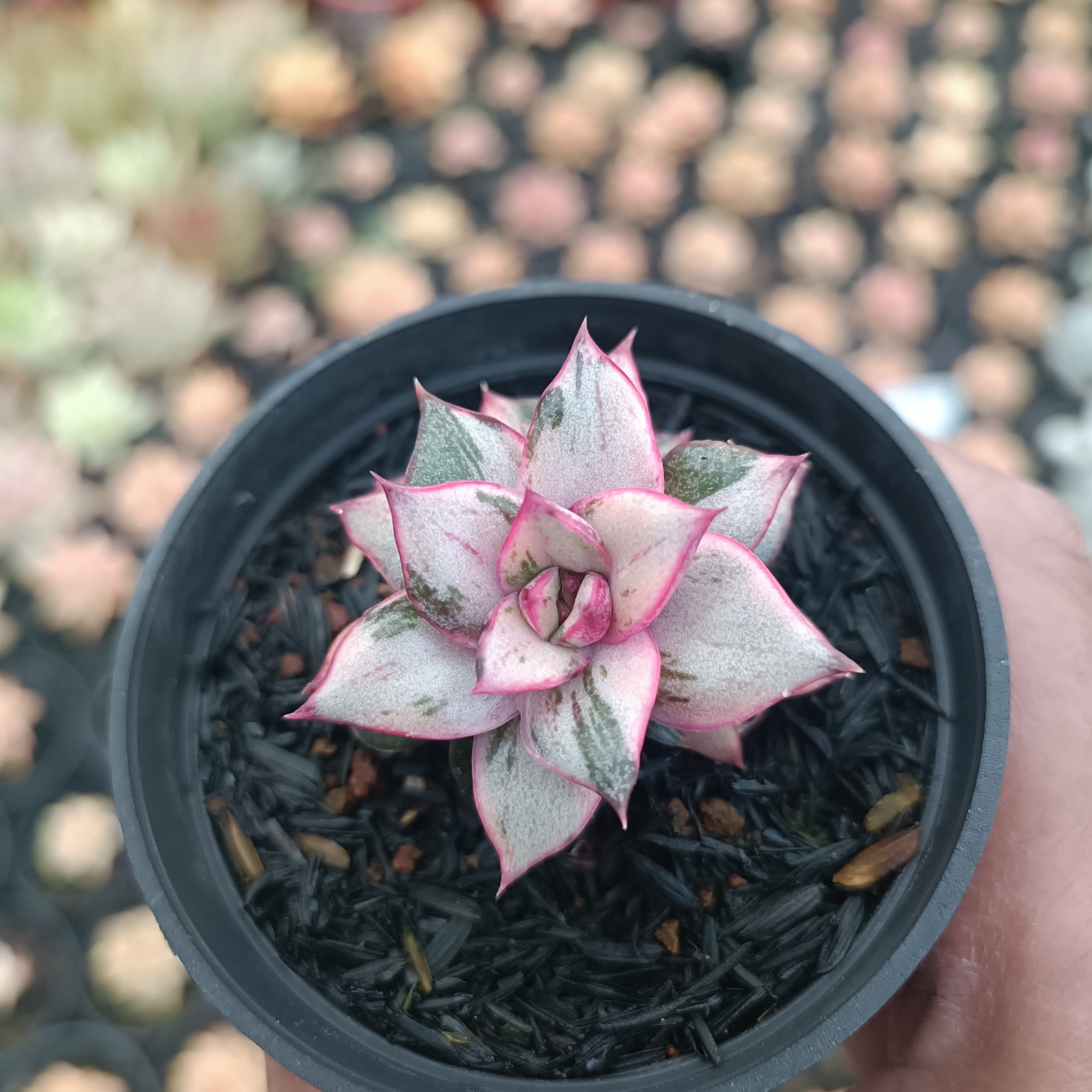 2561. Echeveria Monocerotis White - Image 3