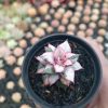 2561. Echeveria Monocerotis White