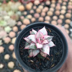 2561. Echeveria Monocerotis White