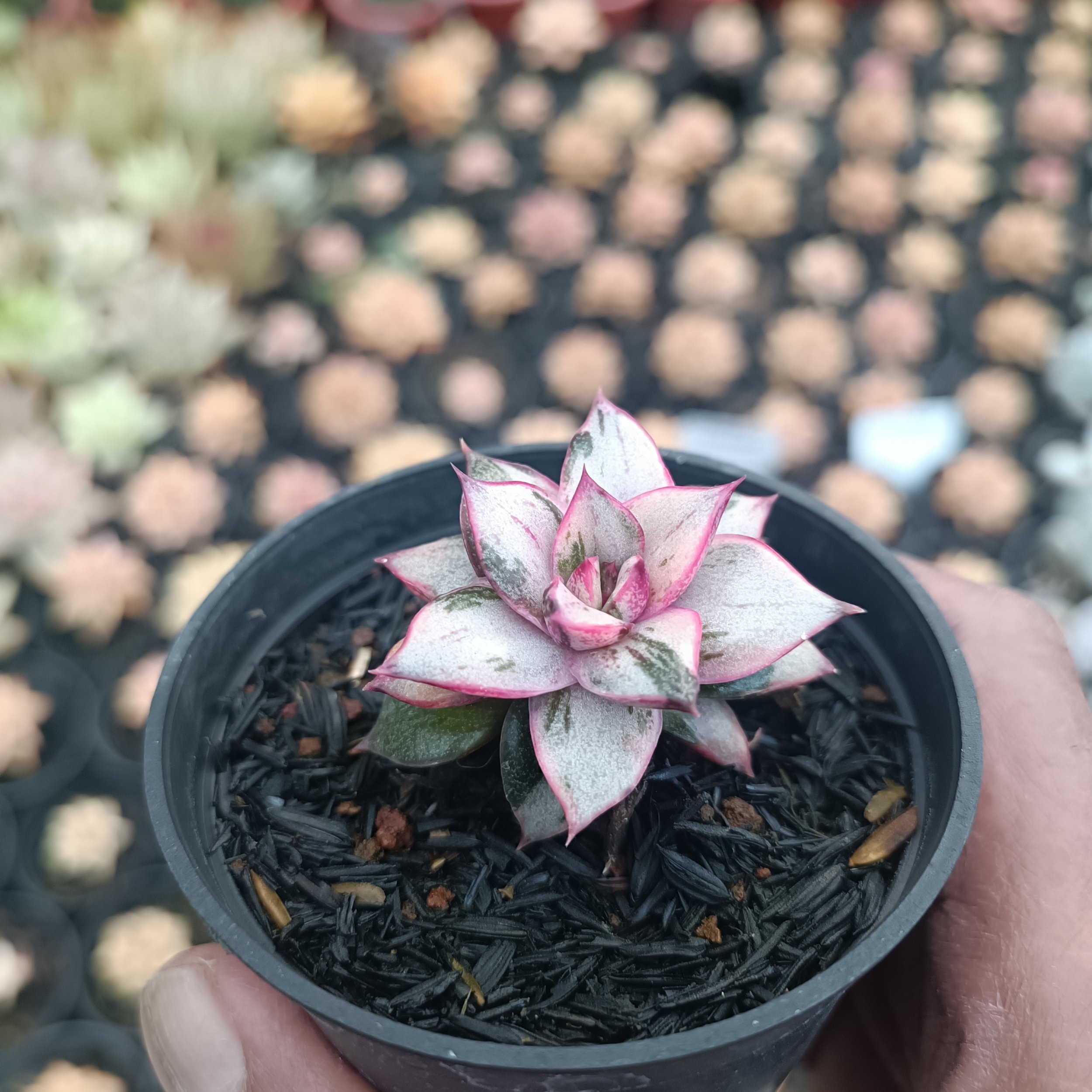 2561. Echeveria Monocerotis White - Image 4