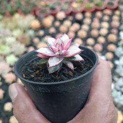 2561. Echeveria Monocerotis White - Image 5