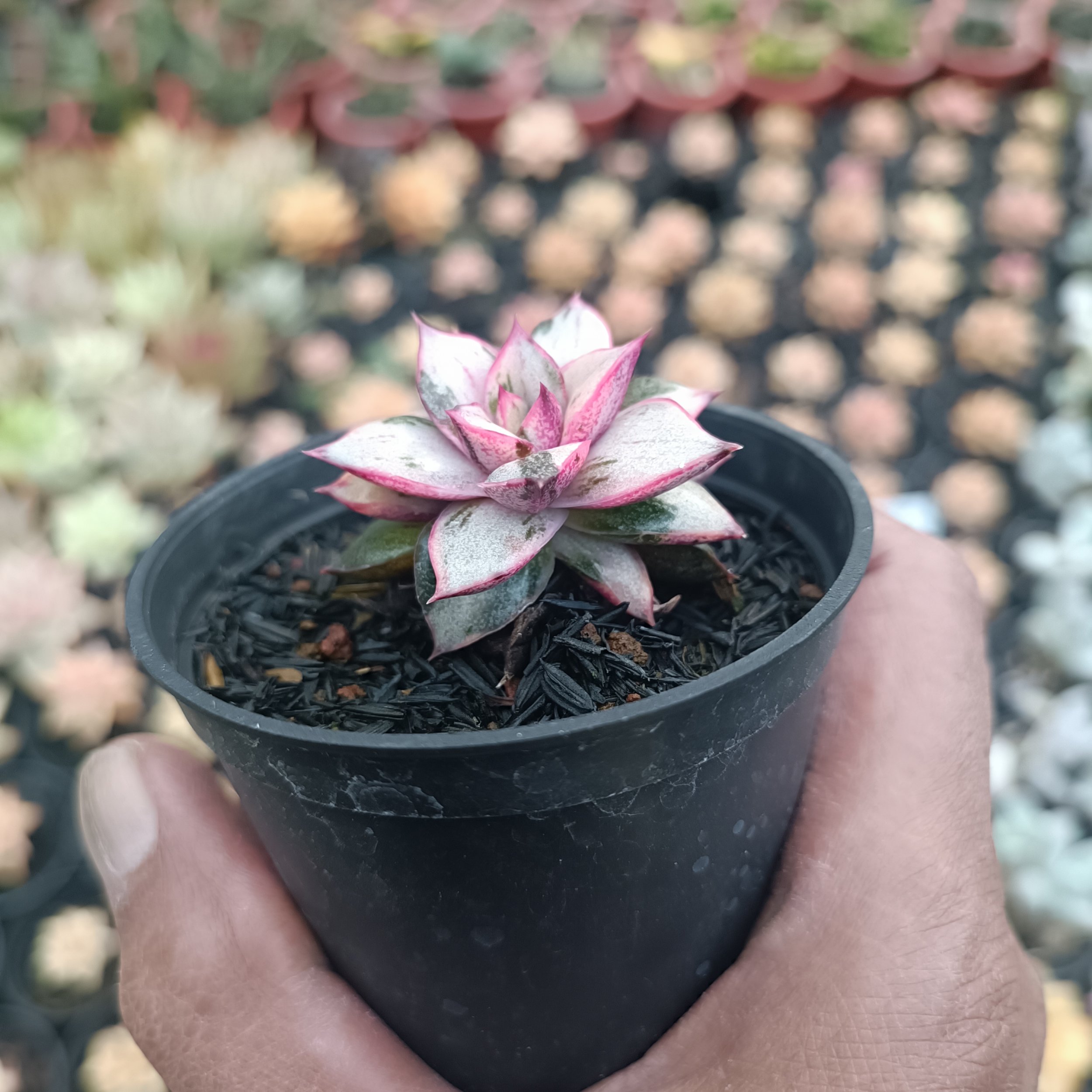 2561. Echeveria Monocerotis White - Image 5