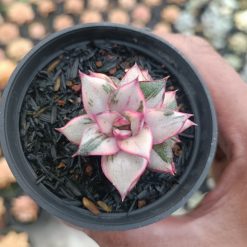 2561. Echeveria Monocerotis White - Image 6