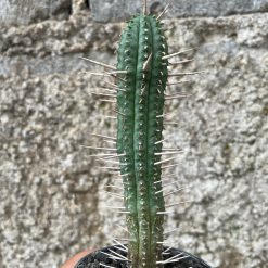 2580. Euphorbia Ferox - Image 2