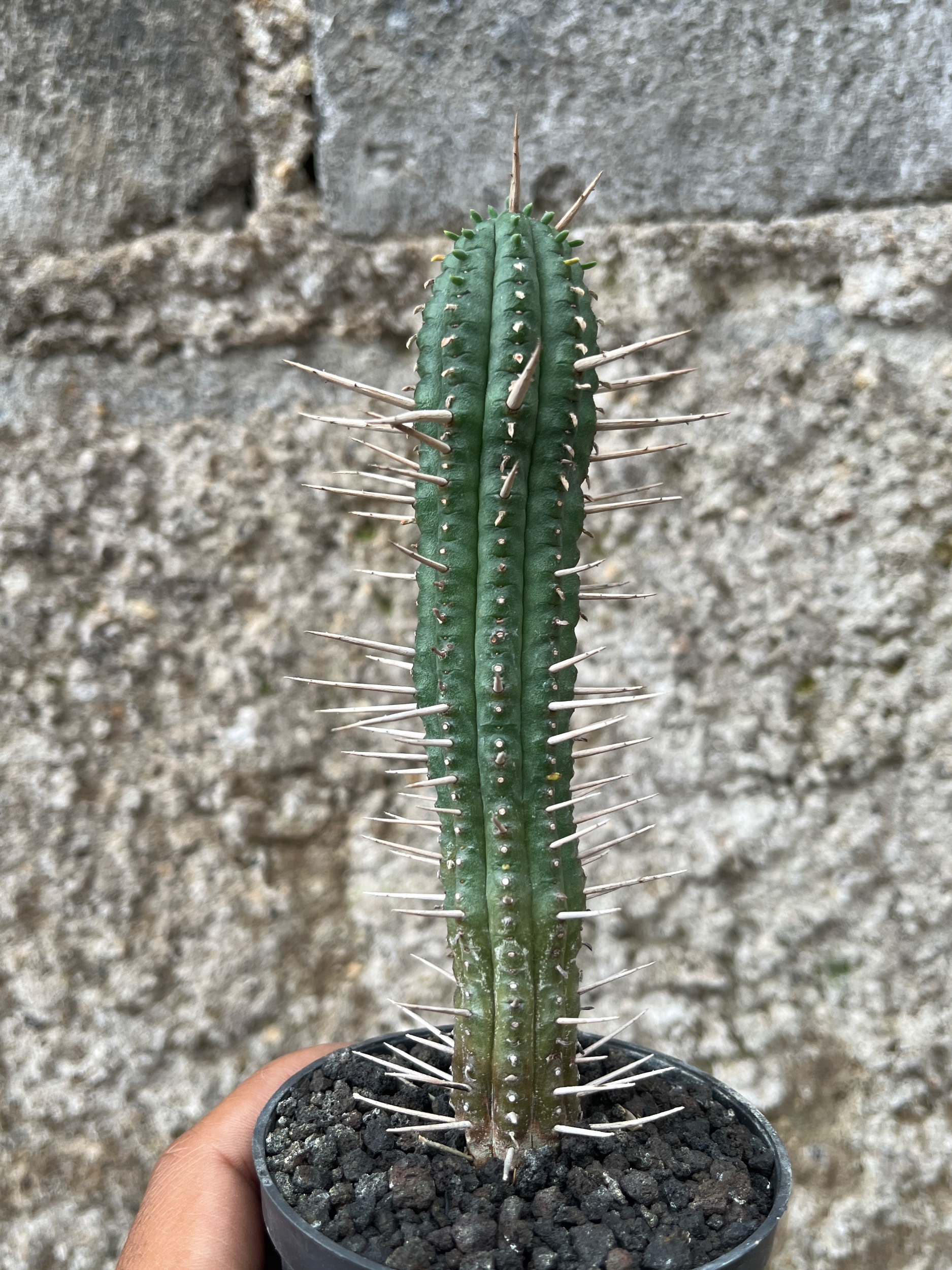 2580. Euphorbia Ferox - Image 2
