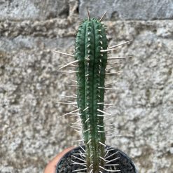 2580. Euphorbia Ferox - Image 3