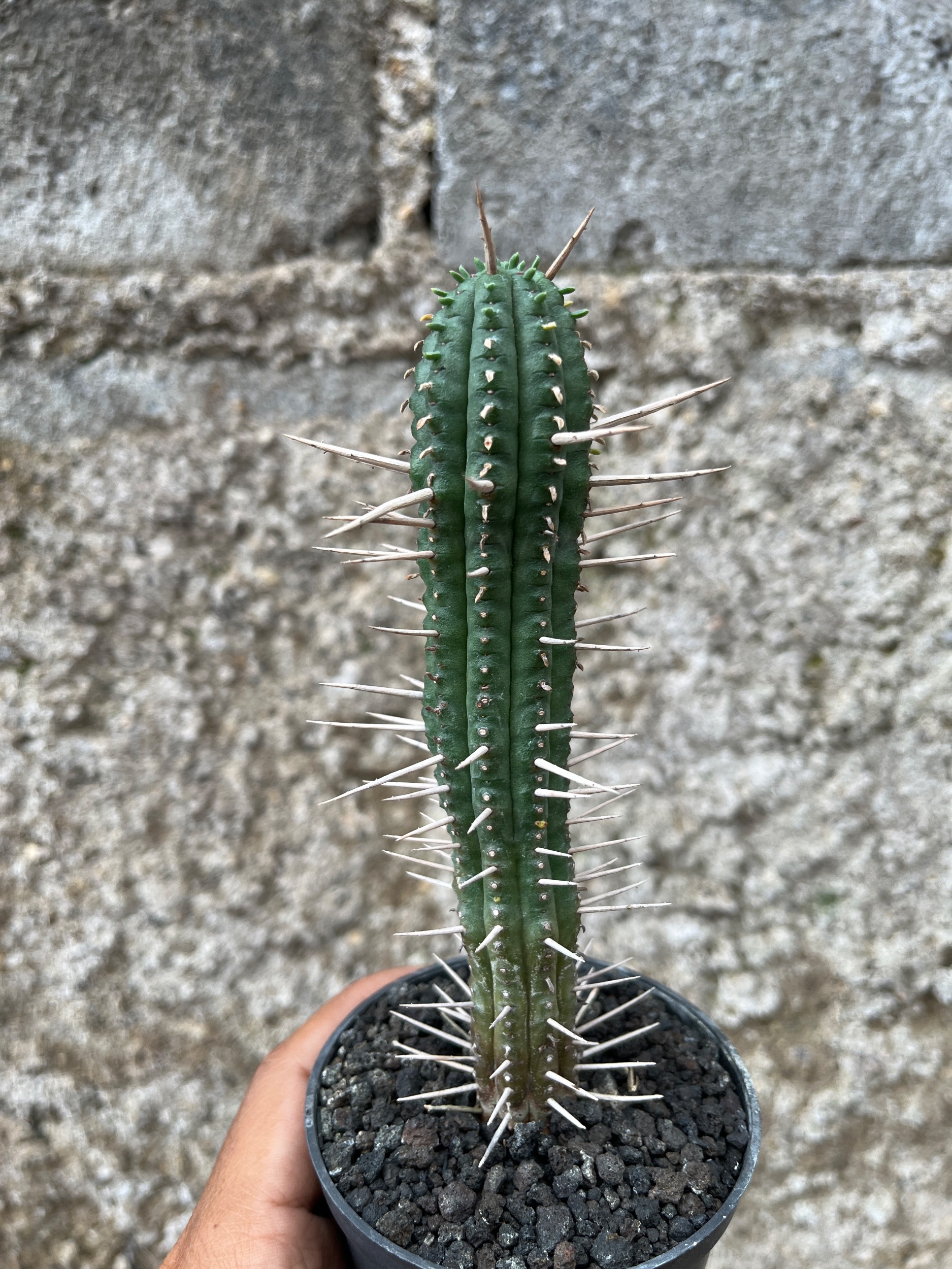 2580. Euphorbia Ferox - Image 3