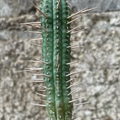 2580. Euphorbia Ferox - Image 4