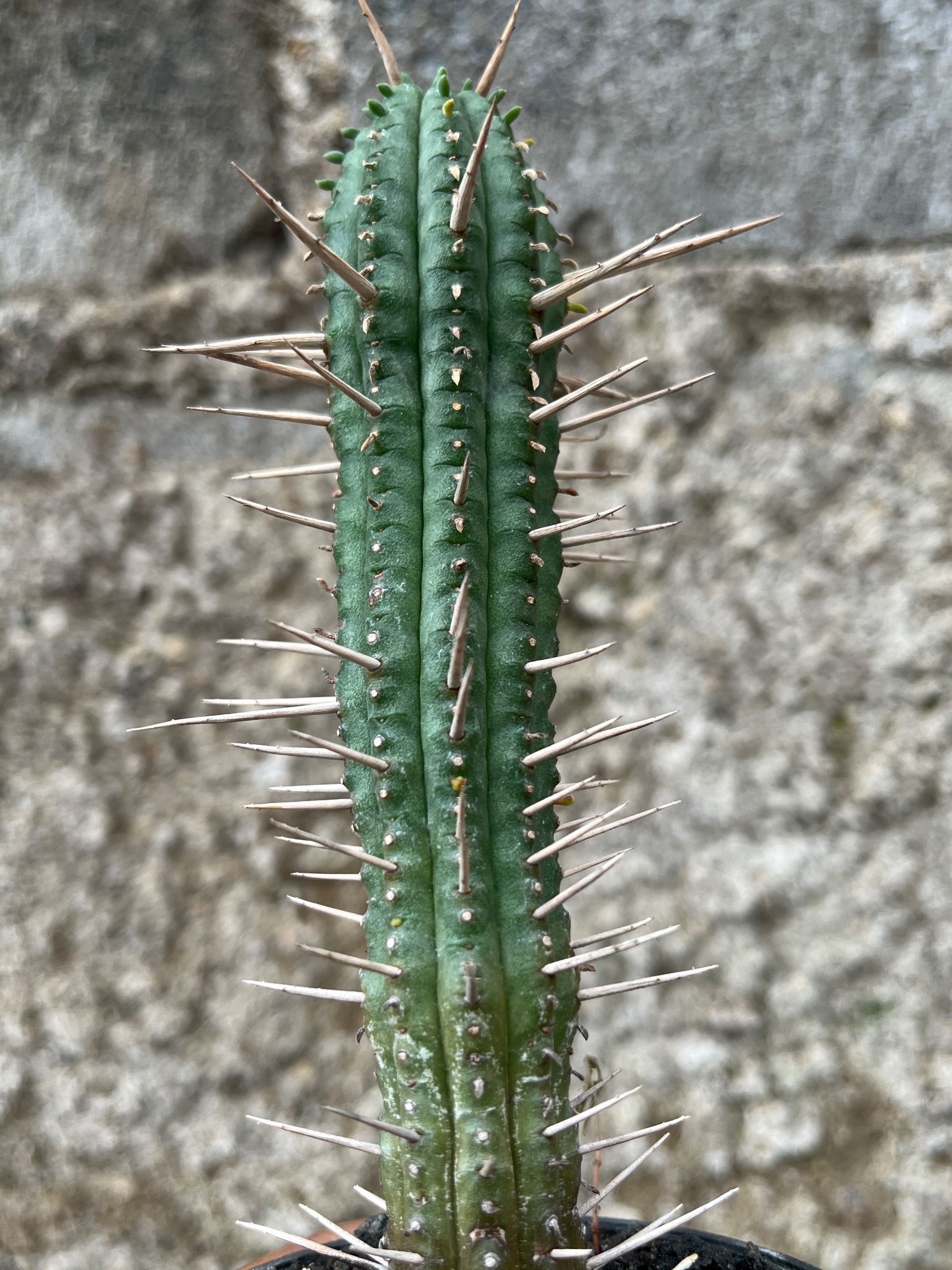 2580. Euphorbia Ferox - Image 4