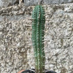 2580. Euphorbia Ferox - Image 5