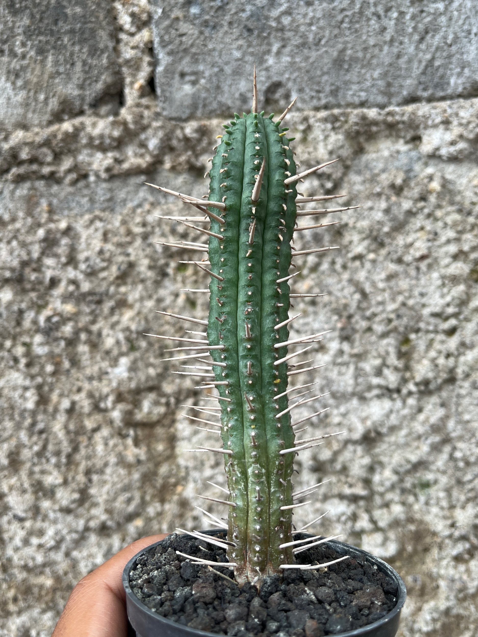 2580. Euphorbia Ferox - Image 5