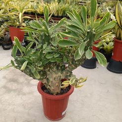 2602. Euphorbia Nerifolia Varigated Cristata