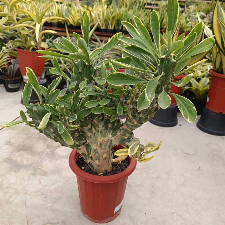 2602. Euphorbia Nerifolia Varigated Cristata