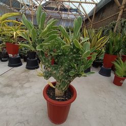 2602. Euphorbia Nerifolia Varigated Cristata - Image 6