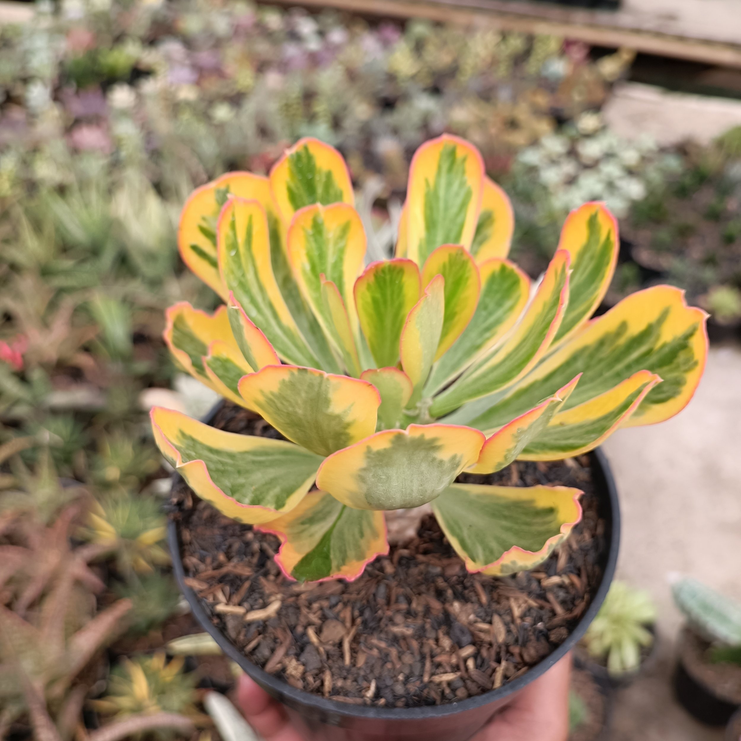 2469. Euphorbia Poissonii - Image 2