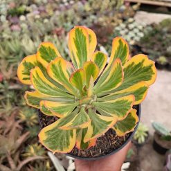 2469. Euphorbia Poissonii