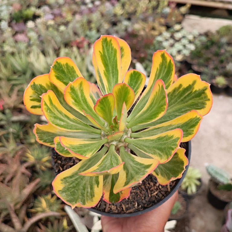 2469. Euphorbia Poissonii