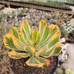 2469. Euphorbia Poissonii - Image 3