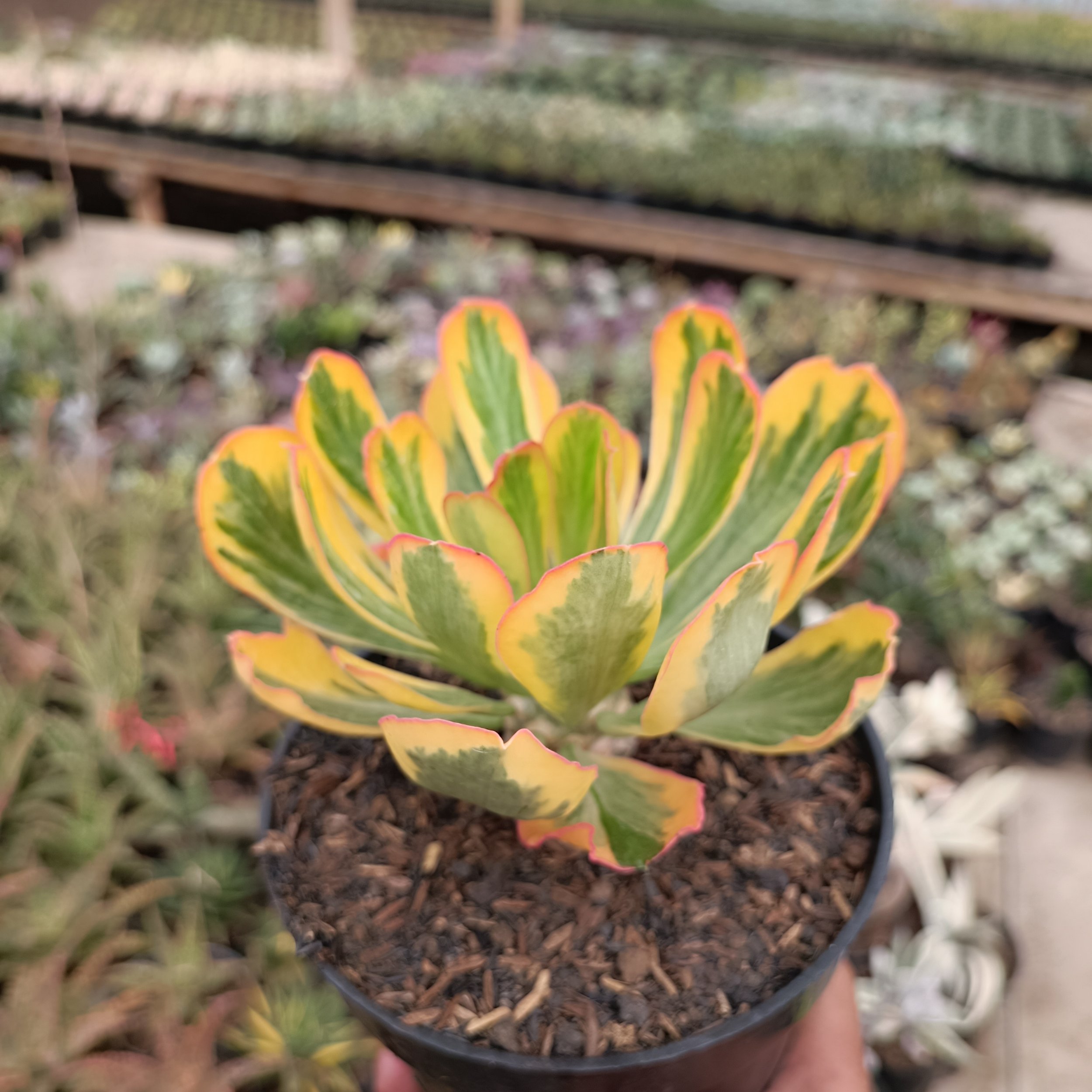 2469. Euphorbia Poissonii - Image 4