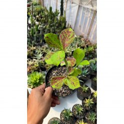 2576. Euphorbia Umbellata Rubra Gratii