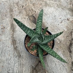 2482. Gasteria Carinata V Verrucosa Green - Image 2