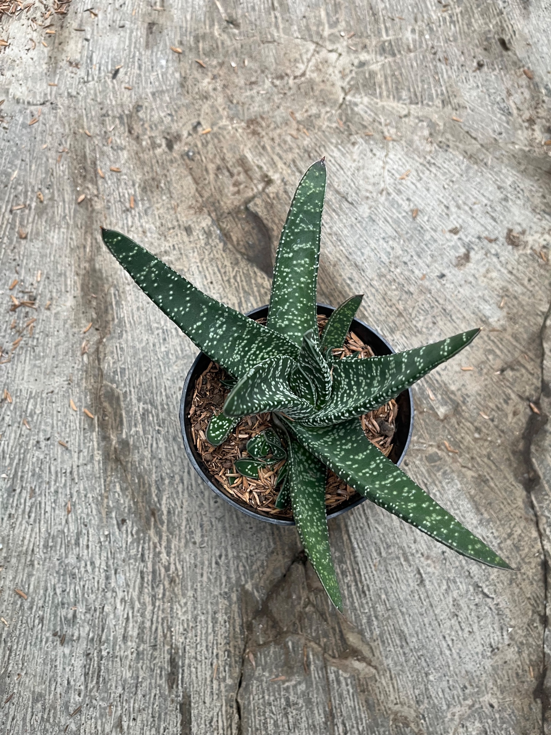 2482. Gasteria Carinata V Verrucosa Green - Image 2