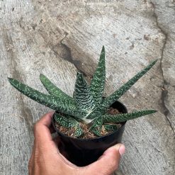 2482. Gasteria Carinata V Verrucosa Green - Image 3