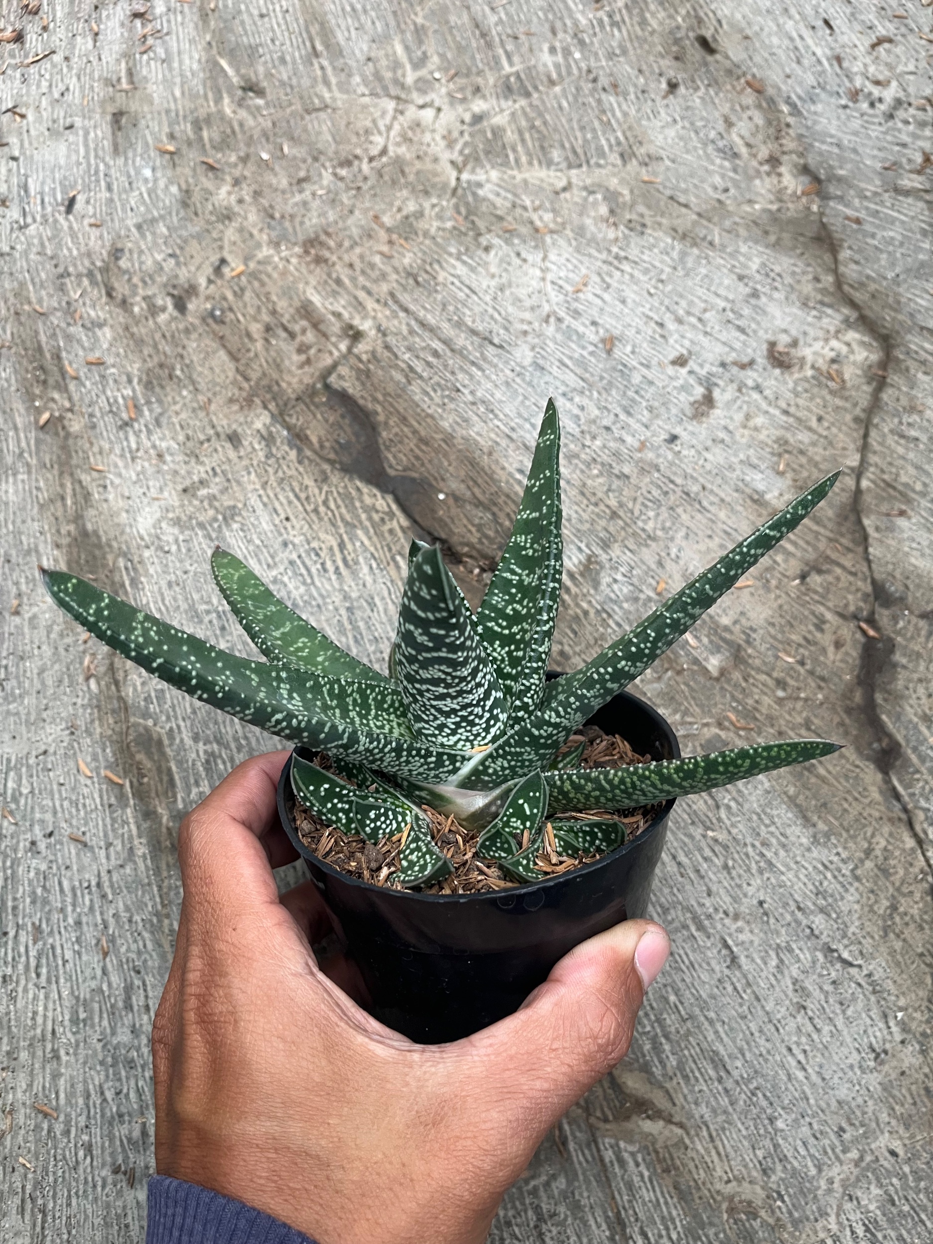 2482. Gasteria Carinata V Verrucosa Green - Image 3