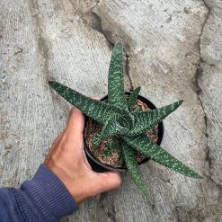 2482. Gasteria Carinata V Verrucosa Green - Image 4