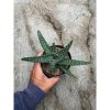 2482. Gasteria Carinata V Verrucosa Green