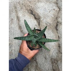 2482. Gasteria Carinata V Verrucosa Green